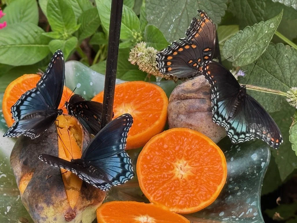 IMG_9121 2025 09.jpeg