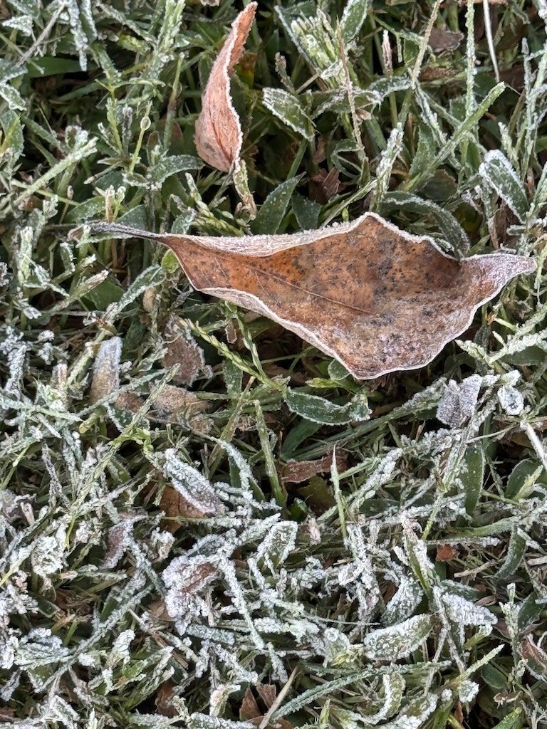 IMG_0249 2025 10.jpeg