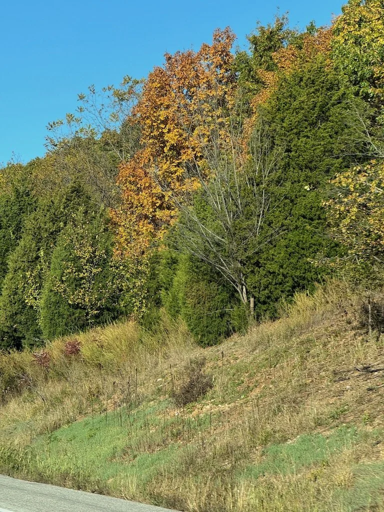 IMG_0278 2025 11.jpeg