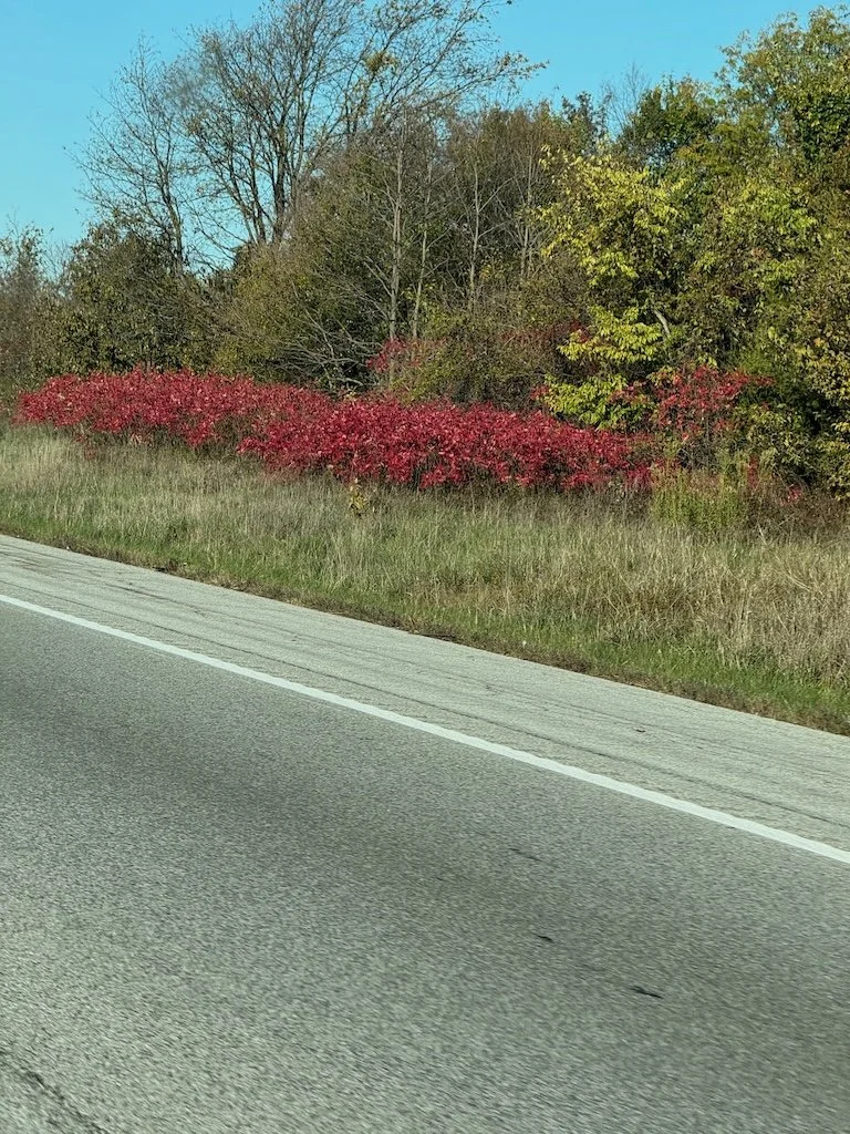 IMG_0282 2025 11.jpeg