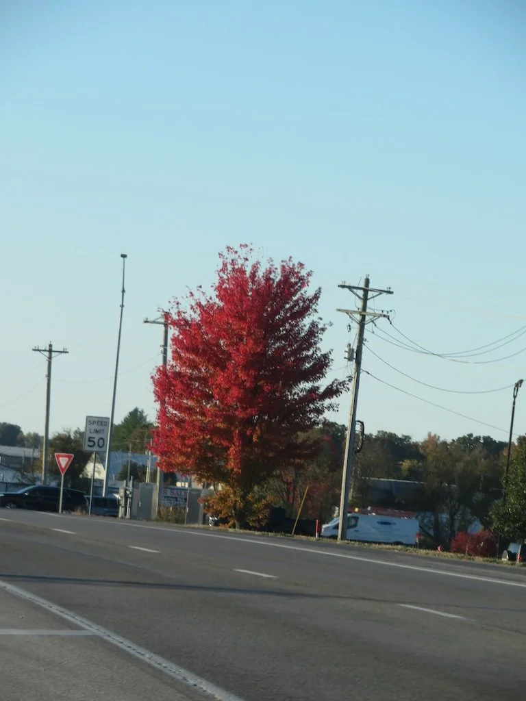 IMG_8751 2025 11.jPG