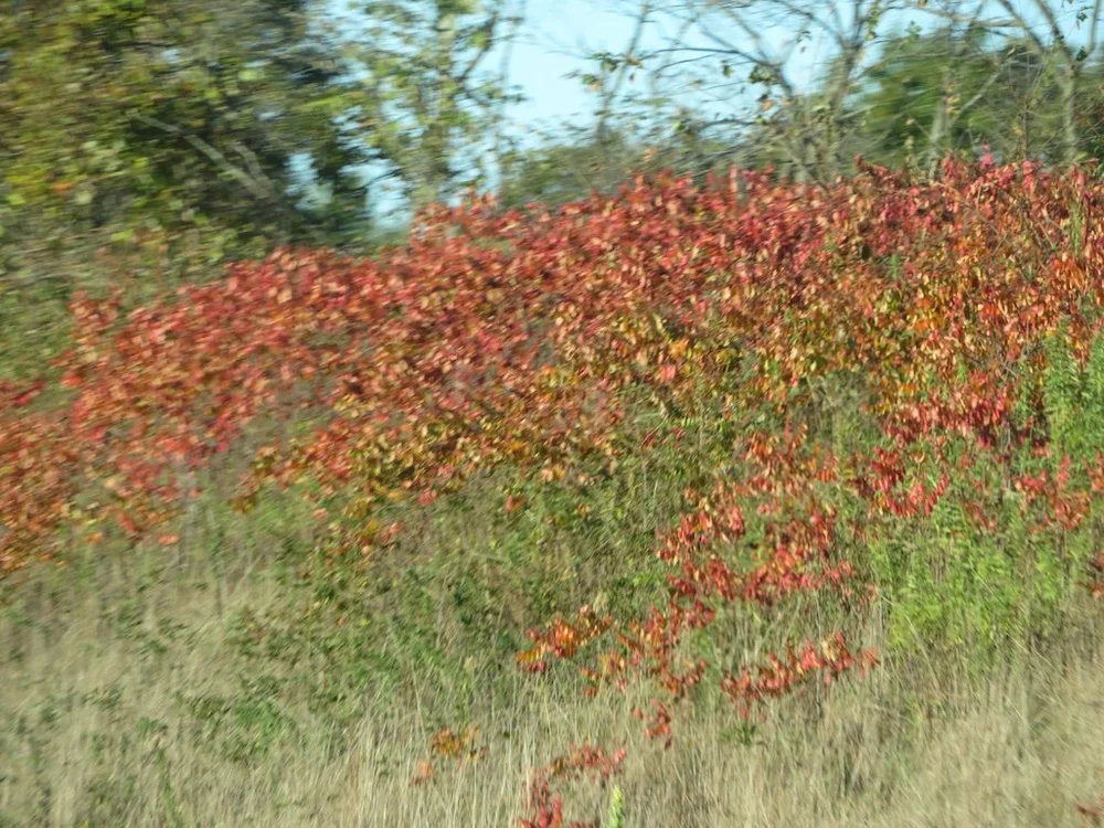 IMG_8762 2025 11.jPG