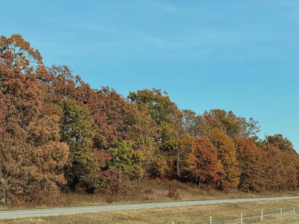 IMG_0659 2025 11.jpeg