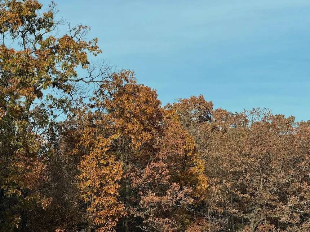 IMG_0650 2025 11.jpeg