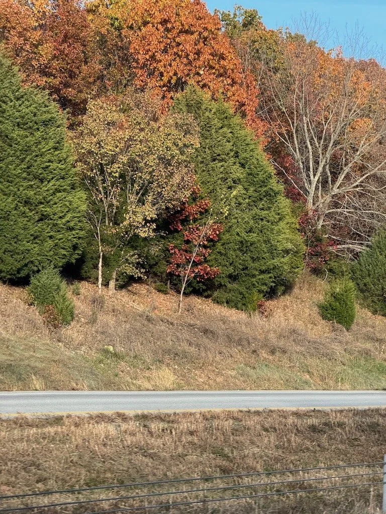 IMG_0664 2025 11.jpeg