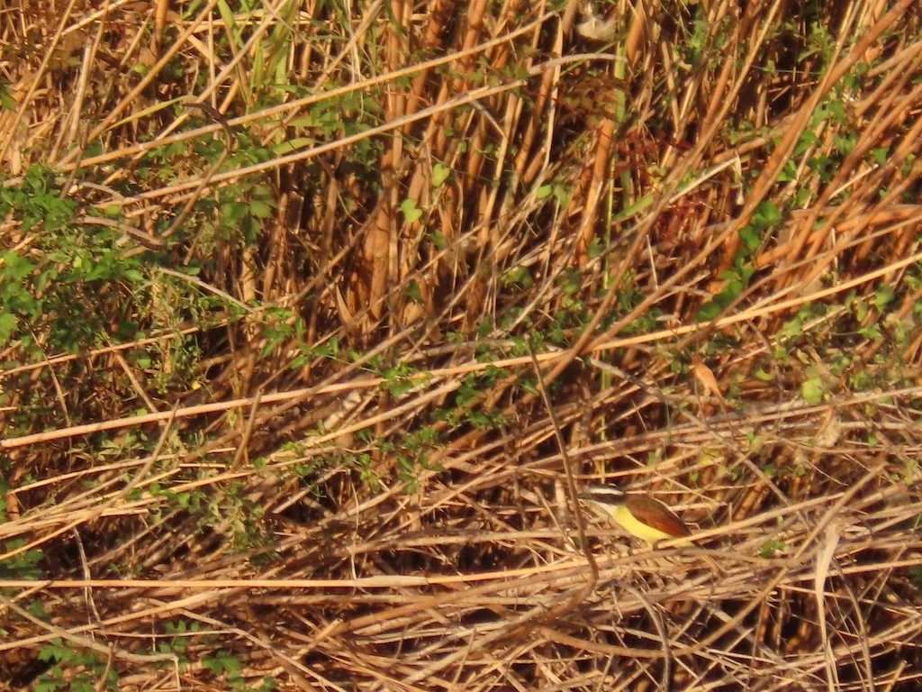 IMG_2995 2025 11.jPG