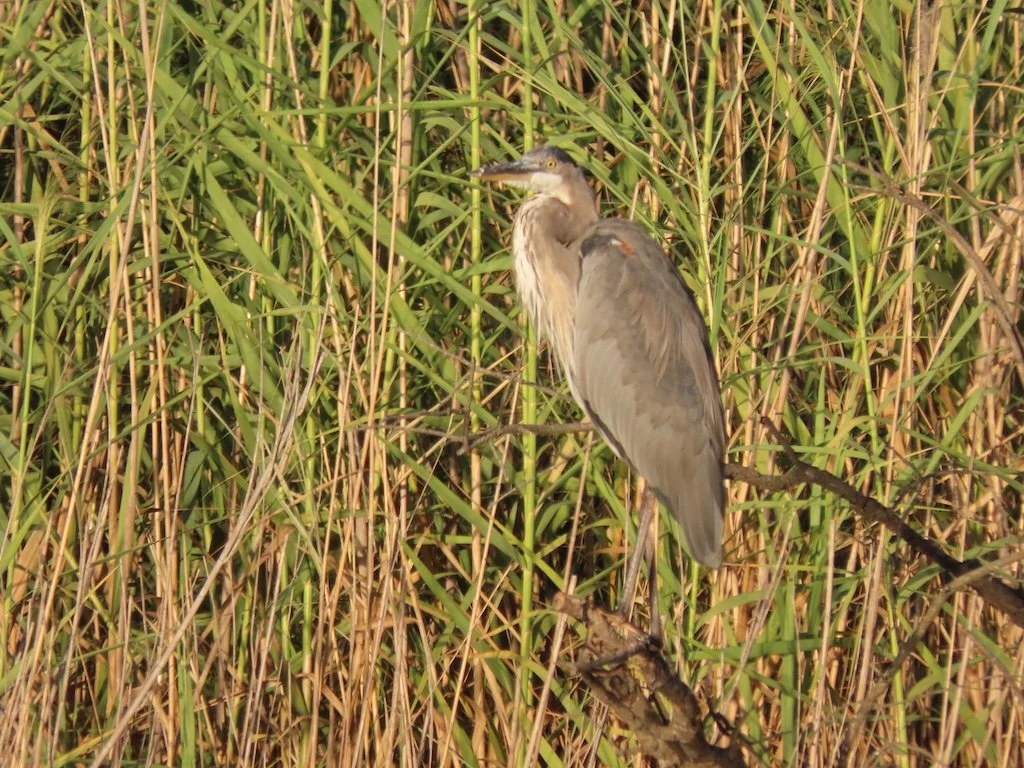 IMG_3018 2025 11.jPG