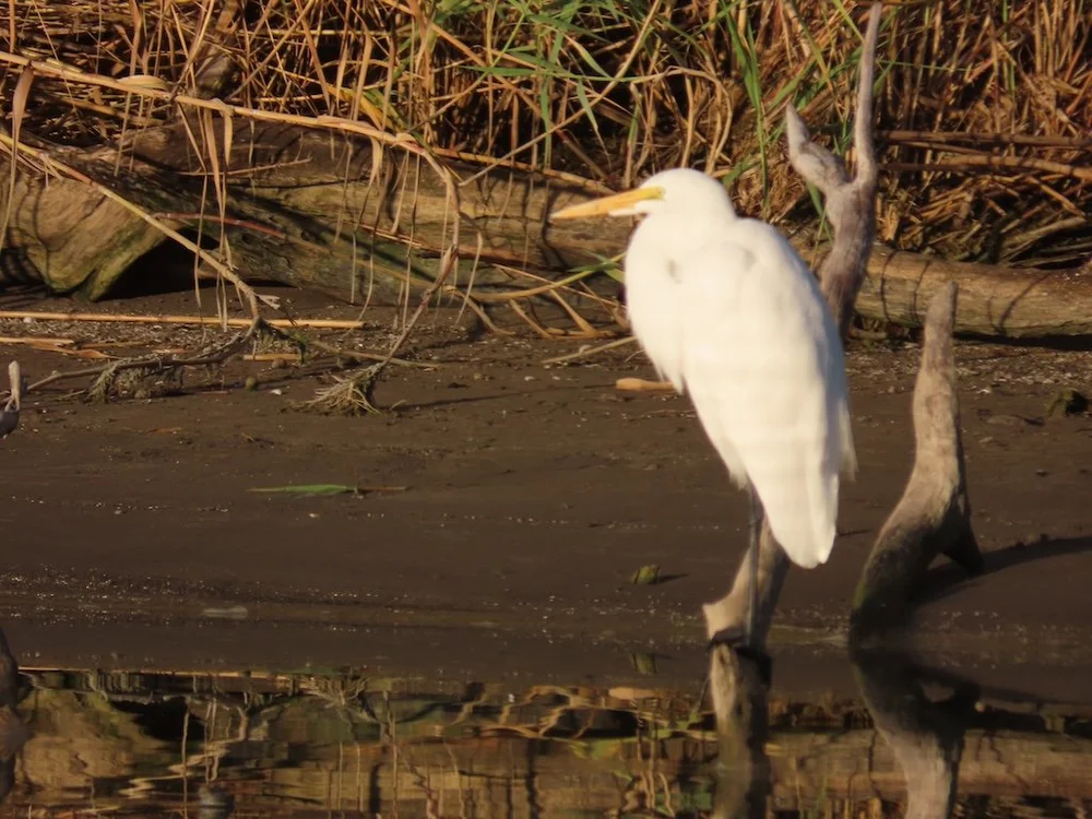 IMG_3026 2025 11.jPG