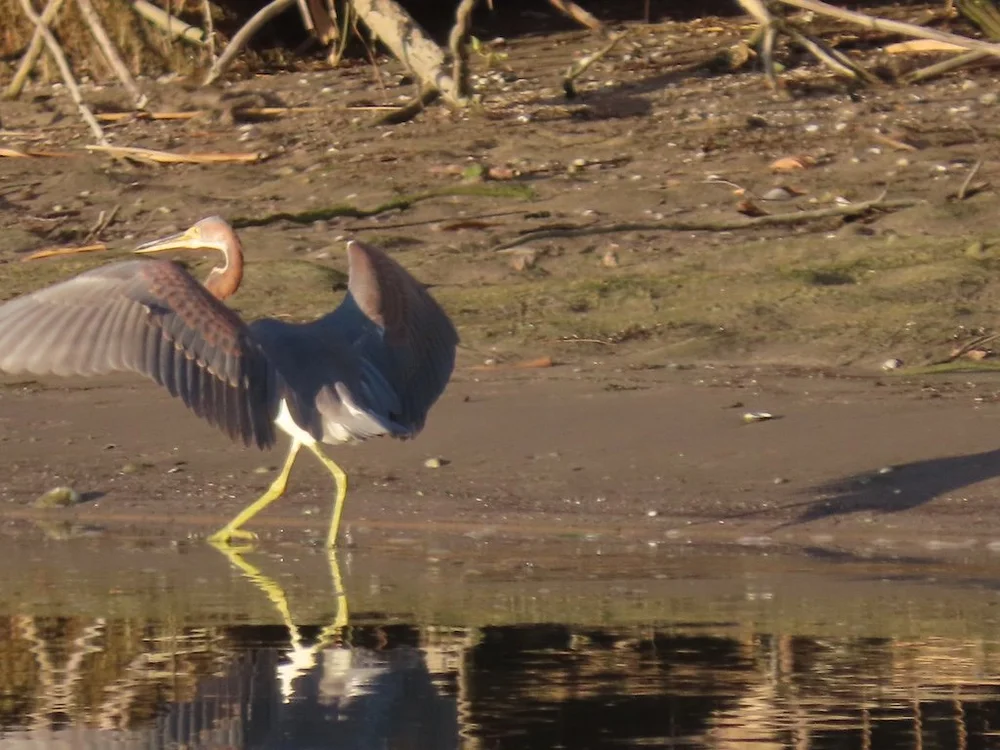 IMG_3036 2025 11.jPG