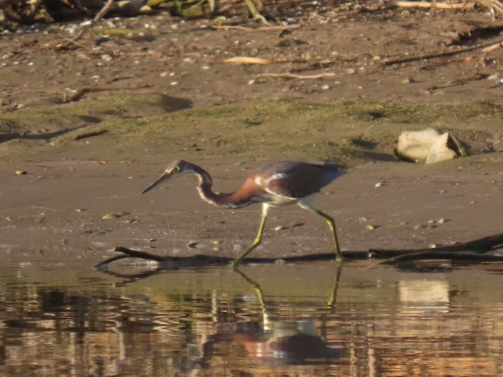 IMG_3041 2025 11.jPG