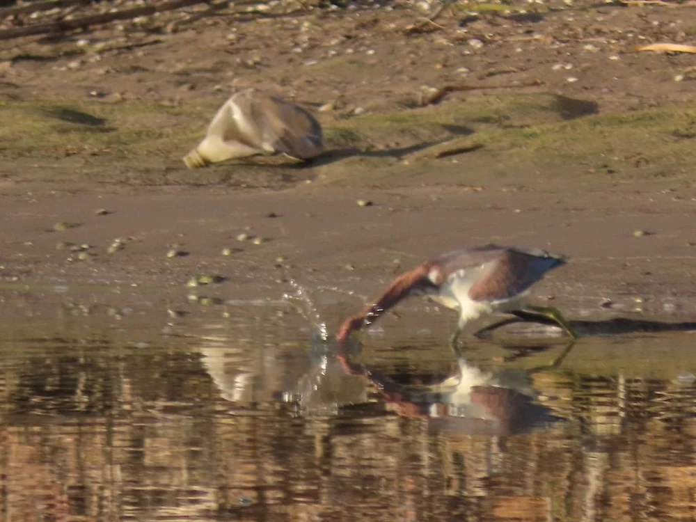 IMG_3042 2025 11.jPG