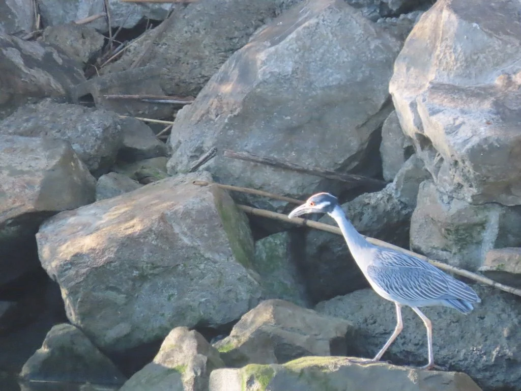 IMG_3175 2025 11.jPG