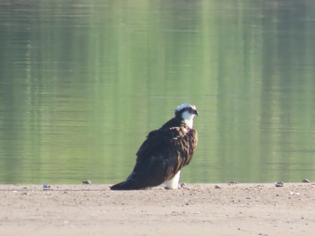 IMG_3241 2025 11.jPG