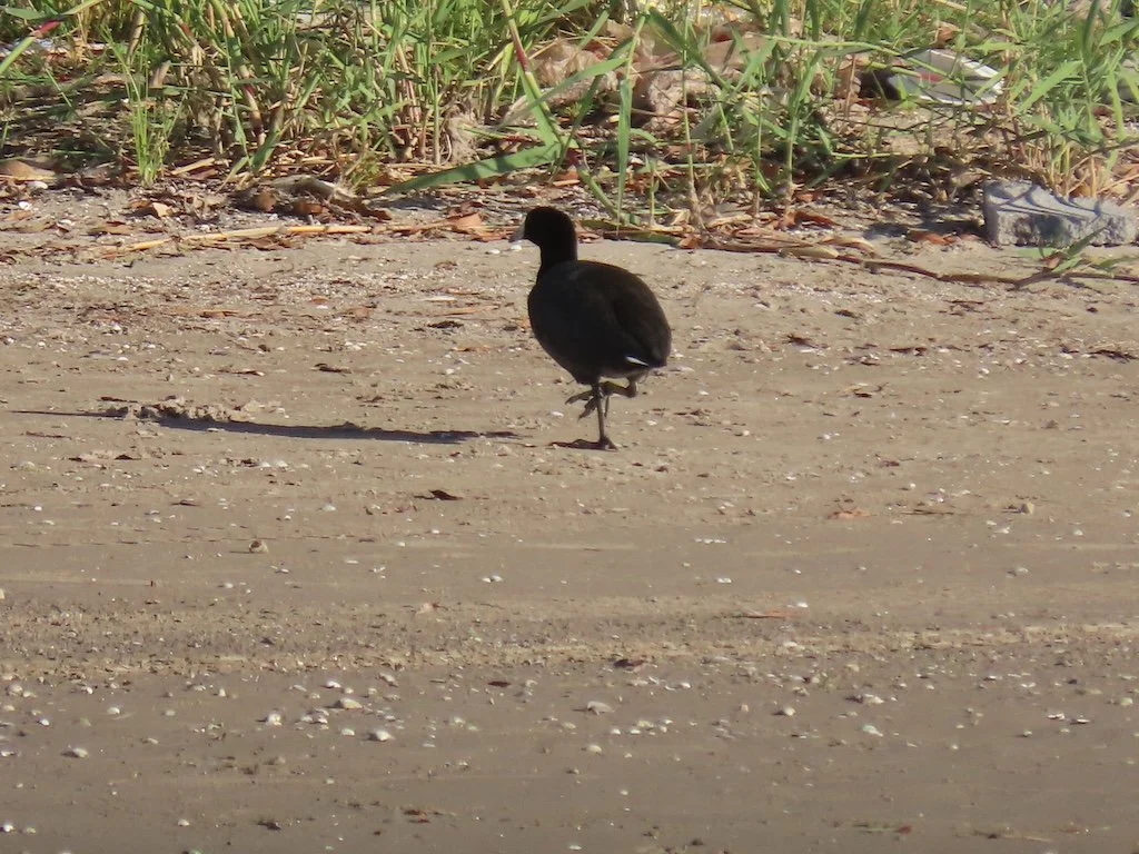 IMG_3353 2025 11.jPG