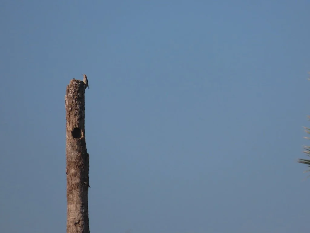 IMG_3387 2025 11.jPG