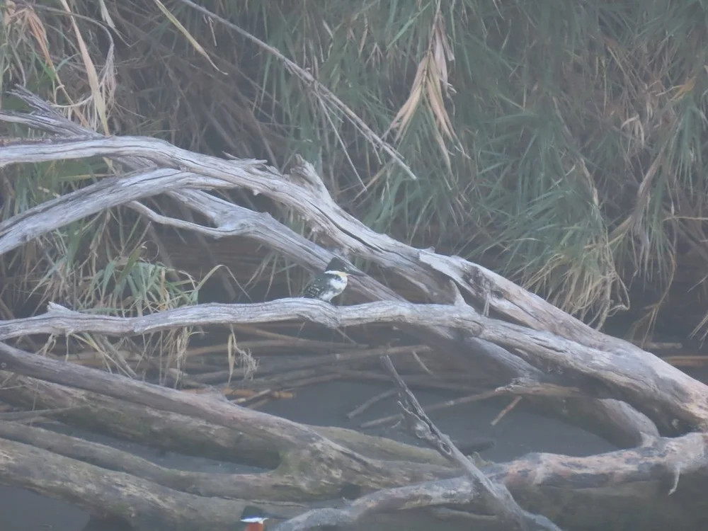 IMG_3513 2025 11.jPG