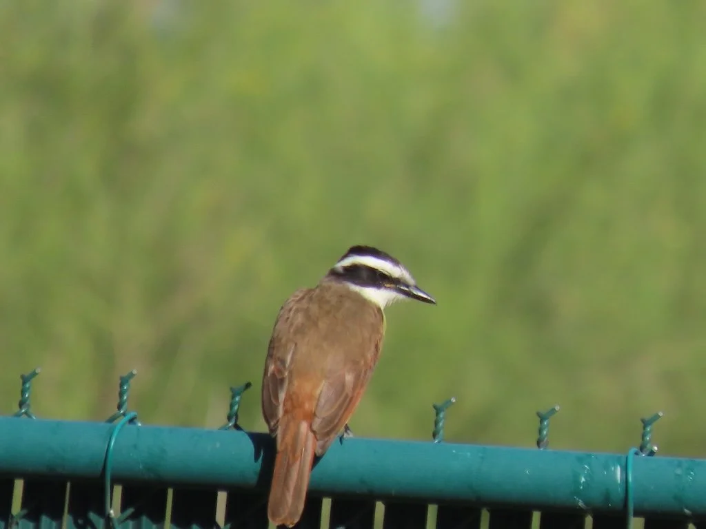 IMG_3560 2025 11.jPG