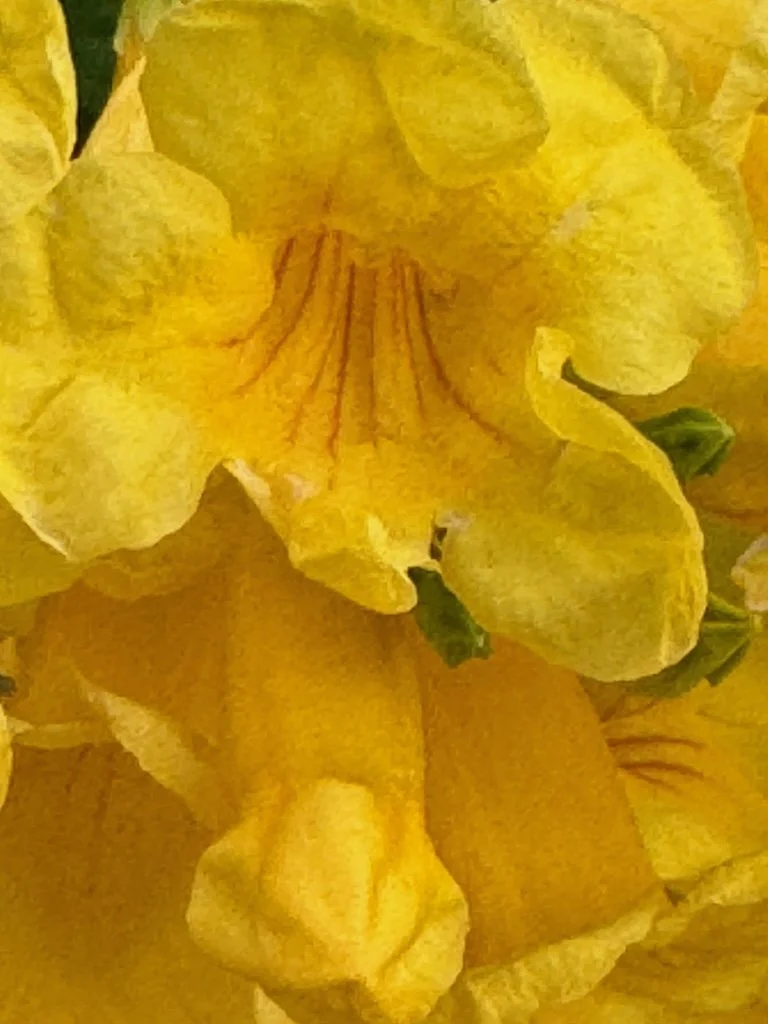 IMG_0318 2025 11.jpeg