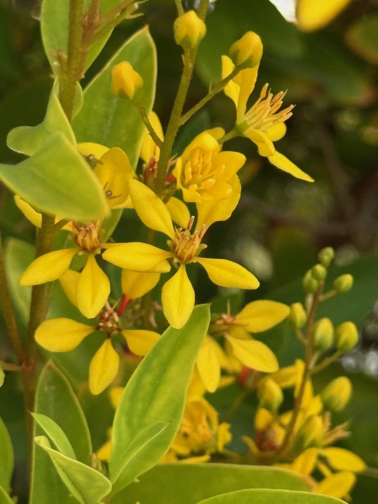 IMG_0320 2025 11.jpeg