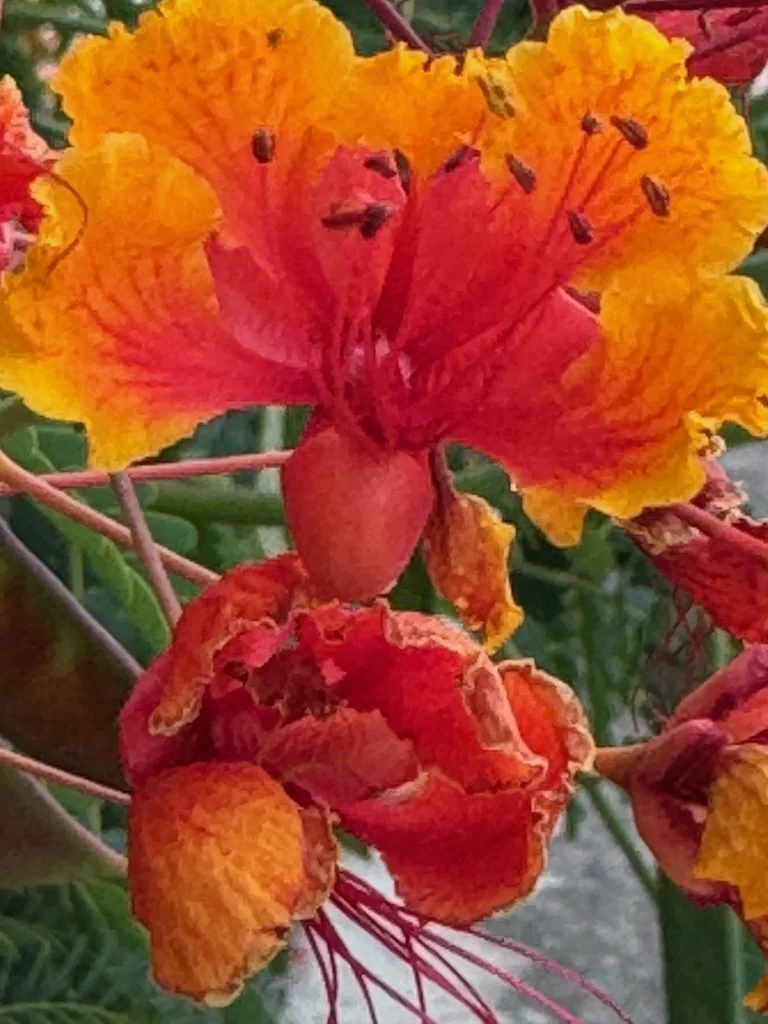 IMG_0323 2025 11.jpeg