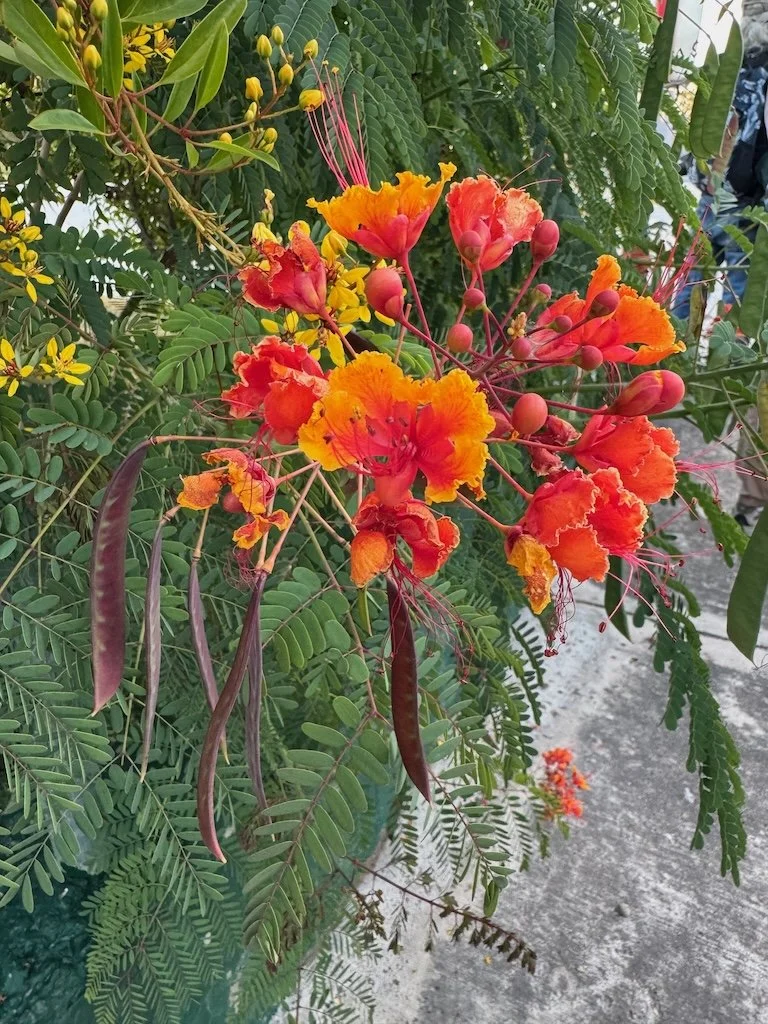 IMG_0325 2025 11.jpeg