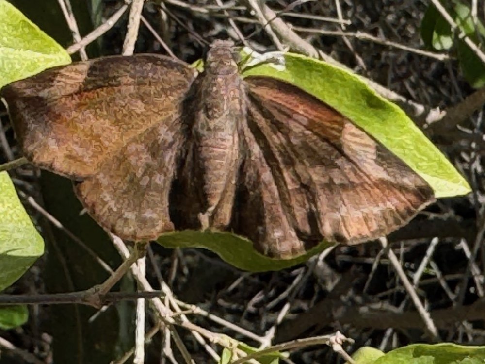 IMG_0358 2025 11.jpeg