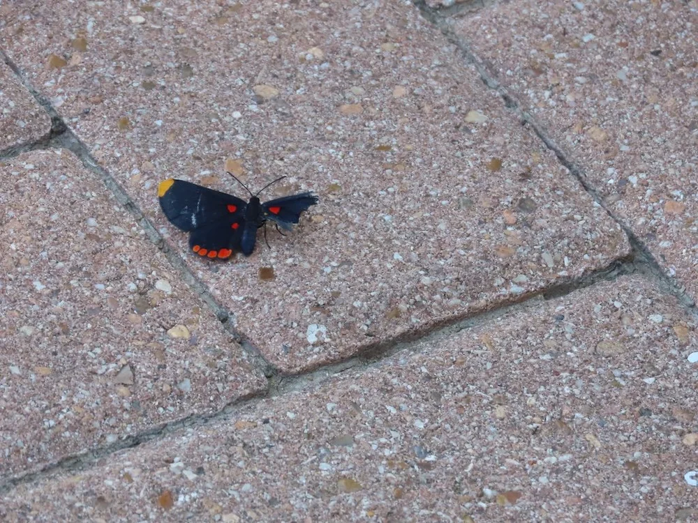 IMG_3565 2025 11.jPG