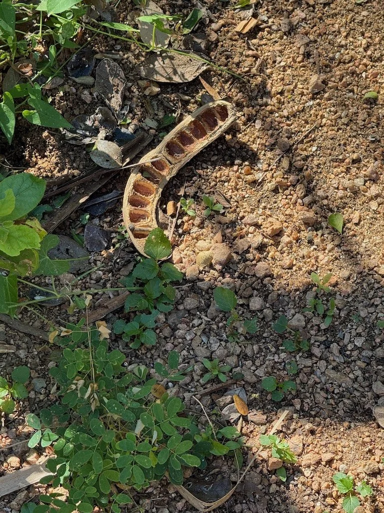 IMG_0329 2025 11.jpeg