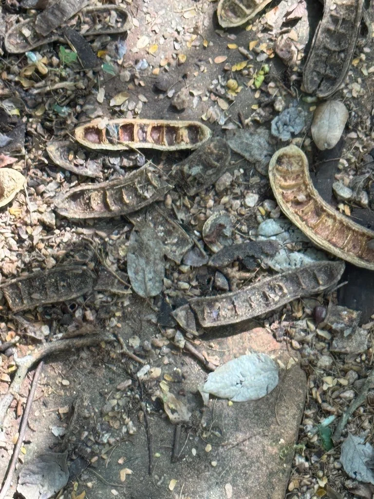 IMG_0349 2025 11.jpeg