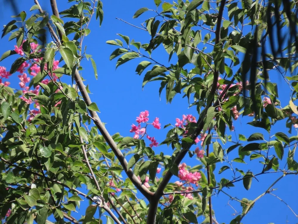 IMG_3592 2025 11.jPG