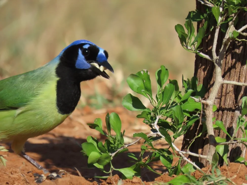 IMG_3682 2025 11.jPG