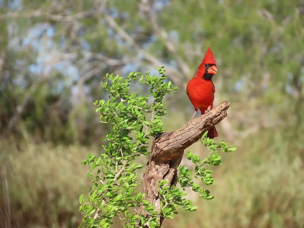 IMG_3733 2025 11.jPG