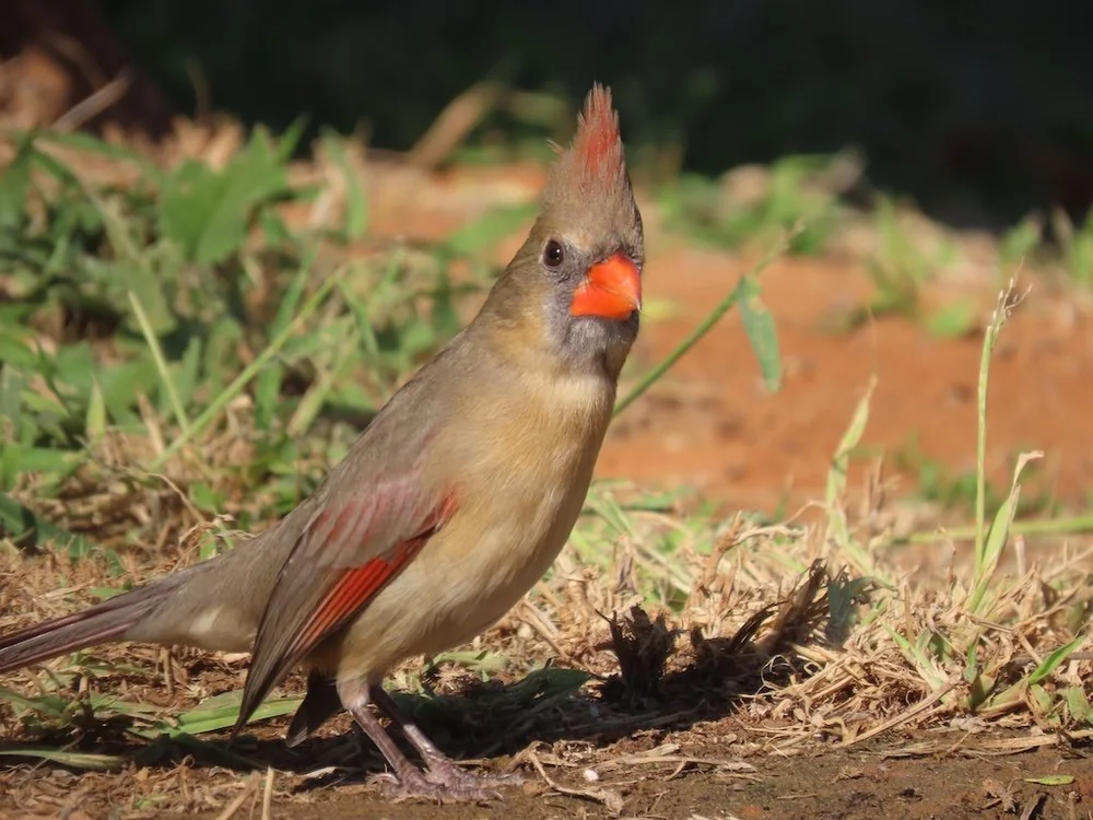 IMG_3782 2025 11.jPG