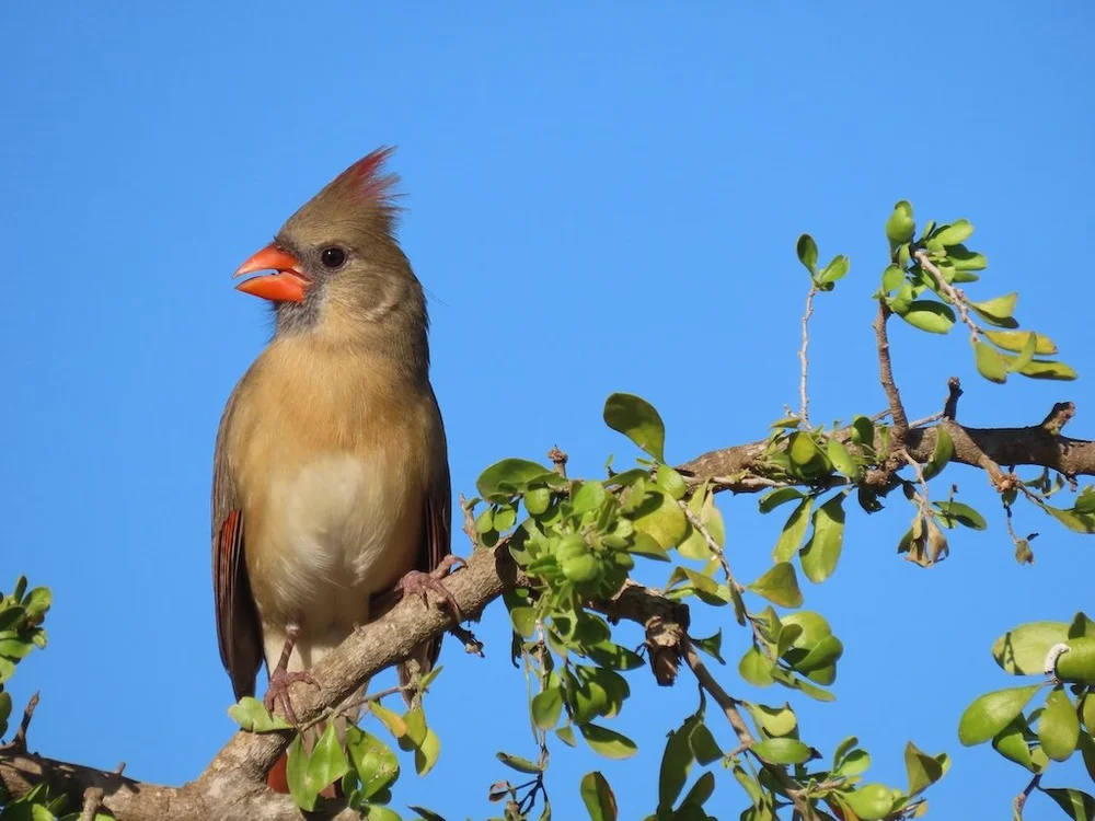 IMG_3896 2025 11.jPG