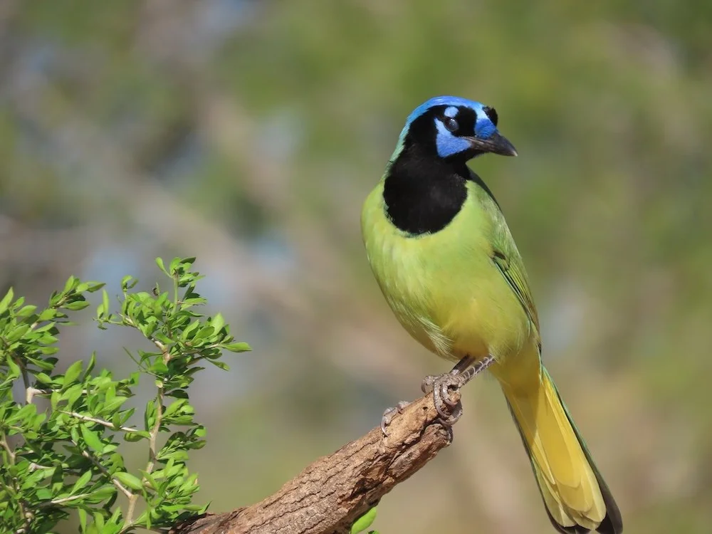 IMG_3840 2025 11.jPG