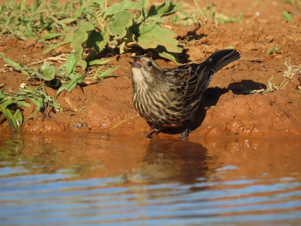 IMG_3923 2025 11.jPG