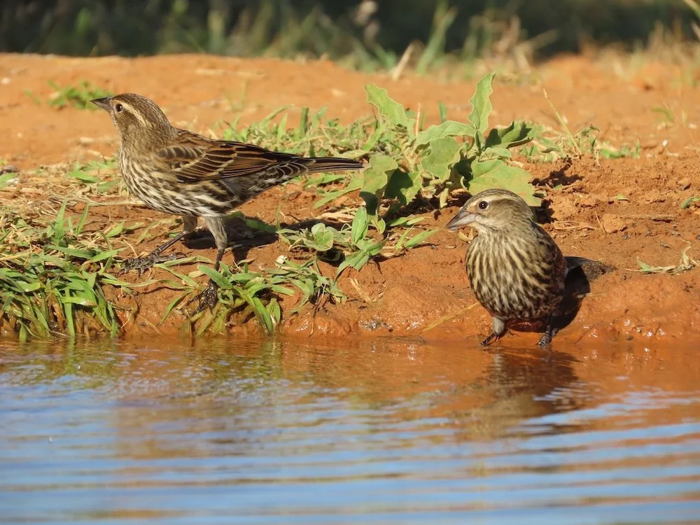 IMG_3936 2025 11.jPG