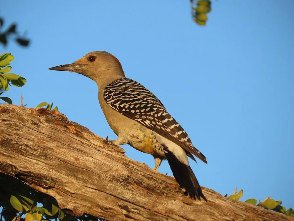 IMG_4131 2025 11.jPG