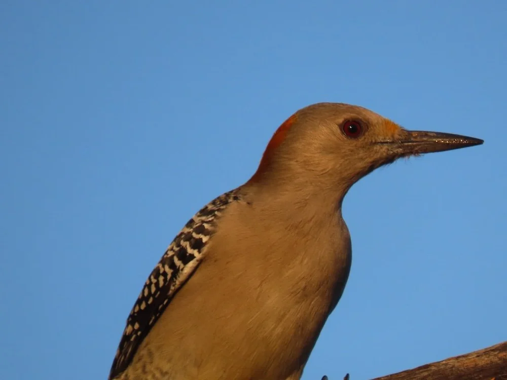 IMG_4156 2025 11.jPG