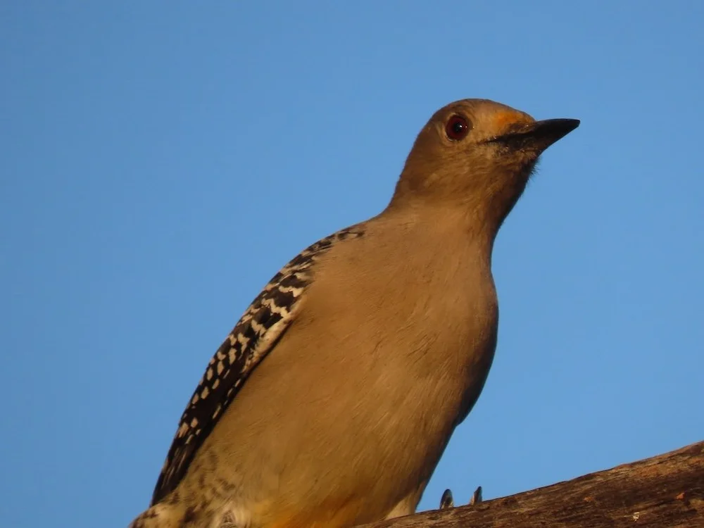 IMG_4158 2025 11.jPG