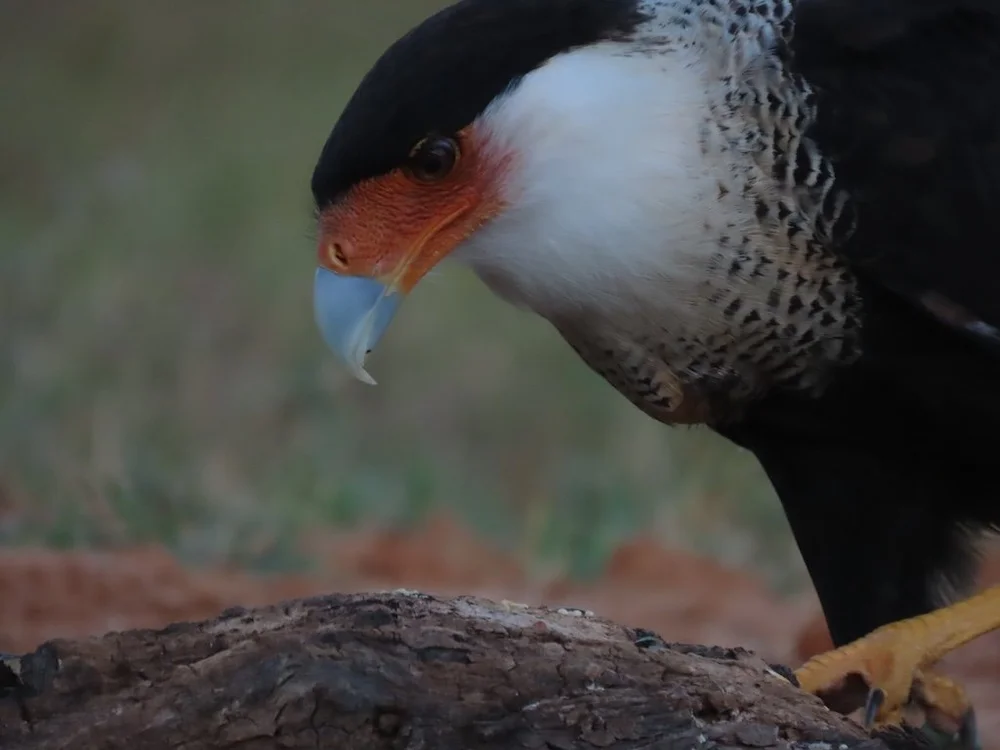 IMG_4243 2025 11.jPG