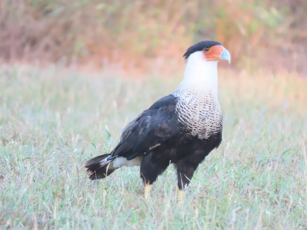 IMG_4183 2025 11.jPG