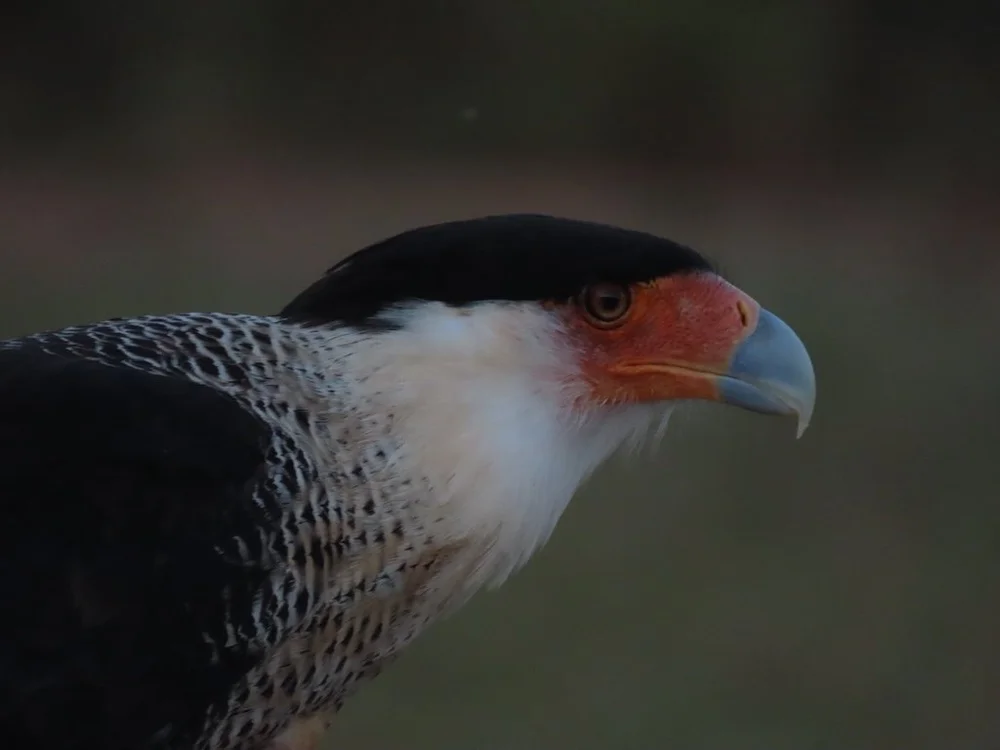 IMG_4278 2025 11.jPG