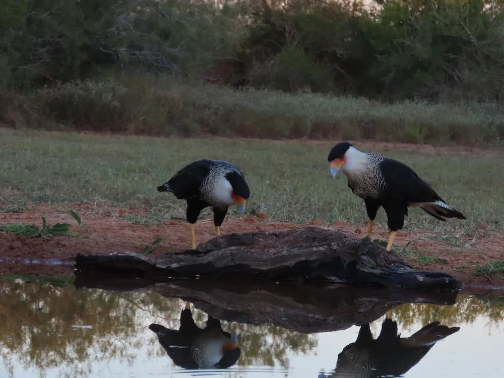 IMG_4281 2025 11.jPG