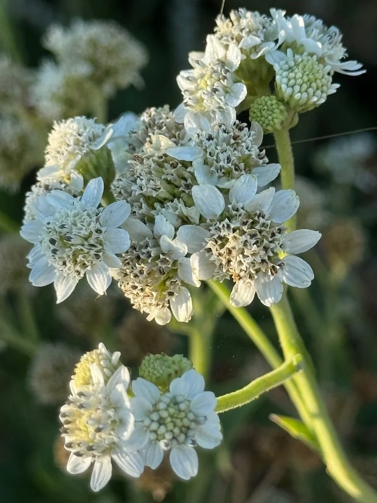 IMG_0369 2025 11.jpeg