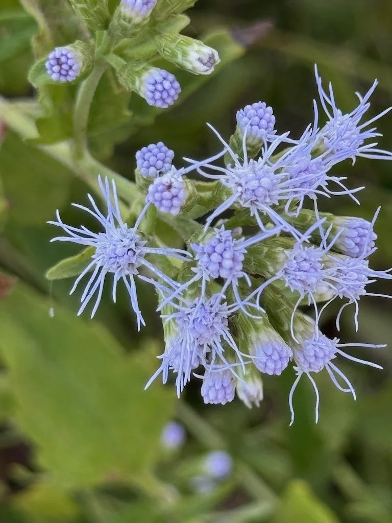 IMG_0370 2025 11.jpeg