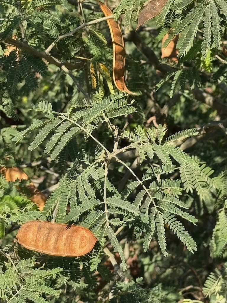 IMG_0378 2025 11.jpeg