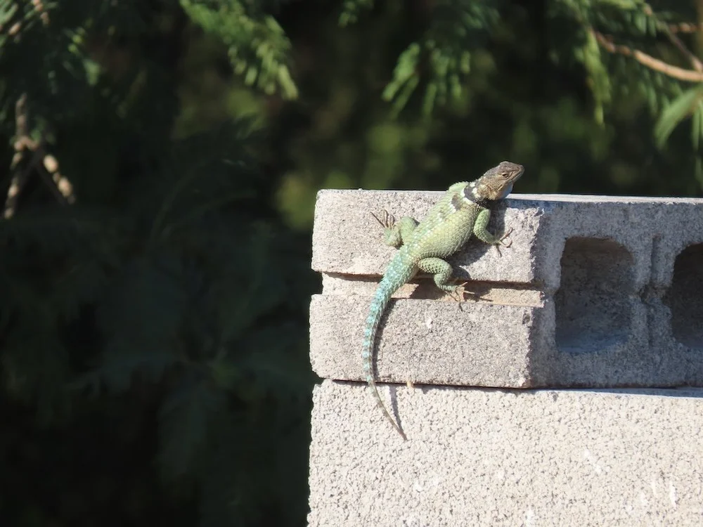 IMG_4307 2025 11.jPG