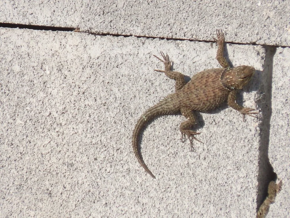 IMG_4302 2025 11.jPG