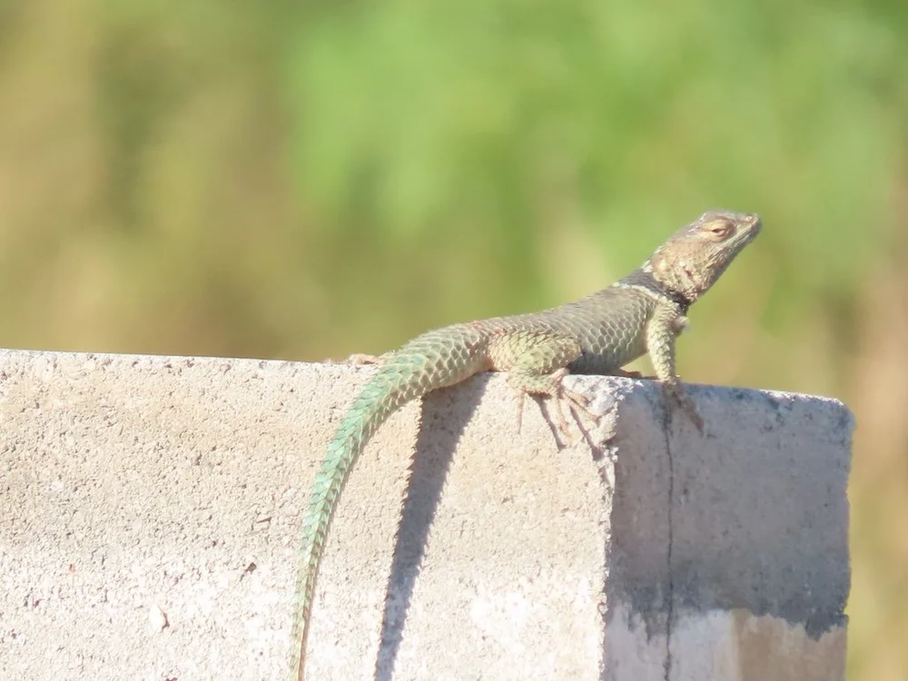 IMG_4316 2025 11.jPG